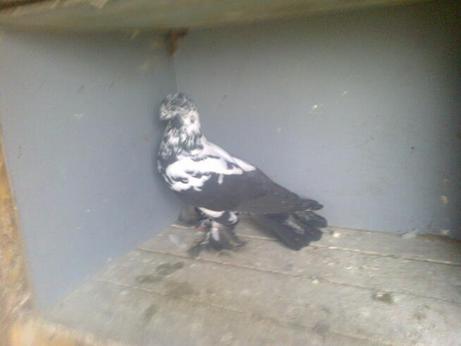 motyle warszawskie-samiczki