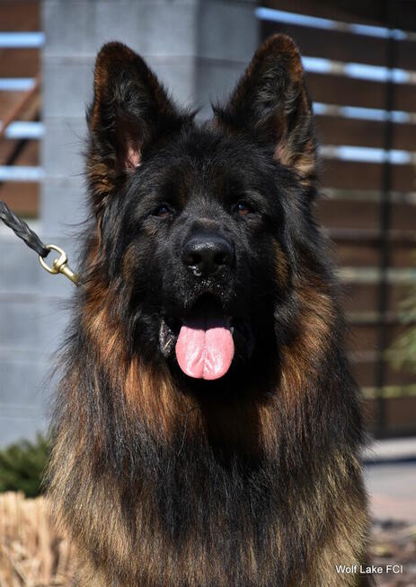 Owczarek niemiecki długowłosy ZKwP FCI