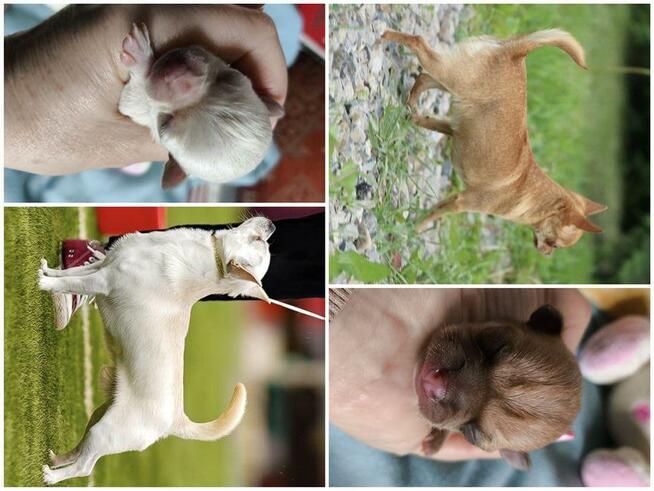 Chihuahua po Ch.PL, okolice W-wy