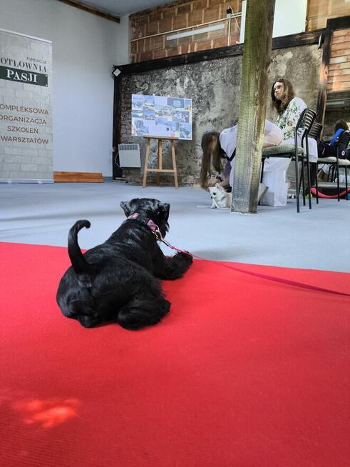 SZKOLENIE GŁÓWKOWE dla groomerów!