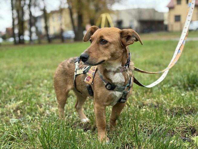 Łapka- cudowna młoda suczka do adopcji