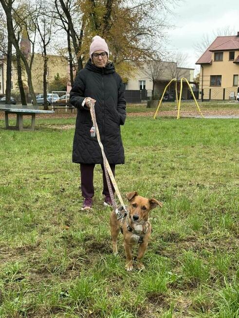 Łapka- cudowna młoda suczka do adopcji