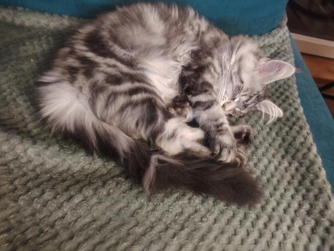 Rozmruczana kotka Maine Coon rodowód FPL