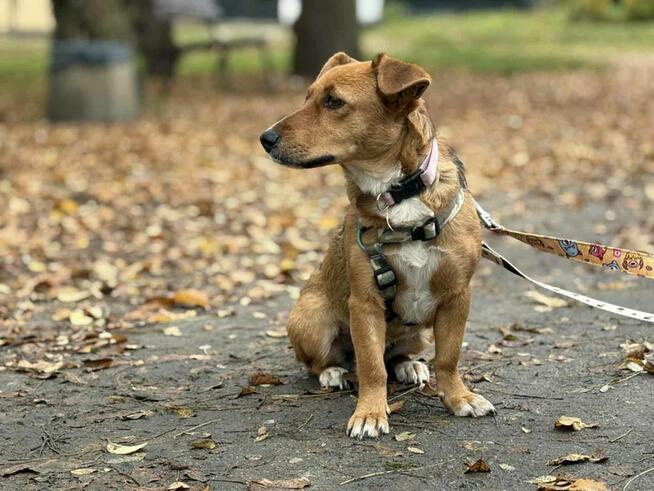 Łapka- cudowna młoda suczka do adopcji