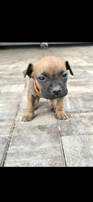 Oddam w Dobre Rece Pitbul mieszany z Amstafem