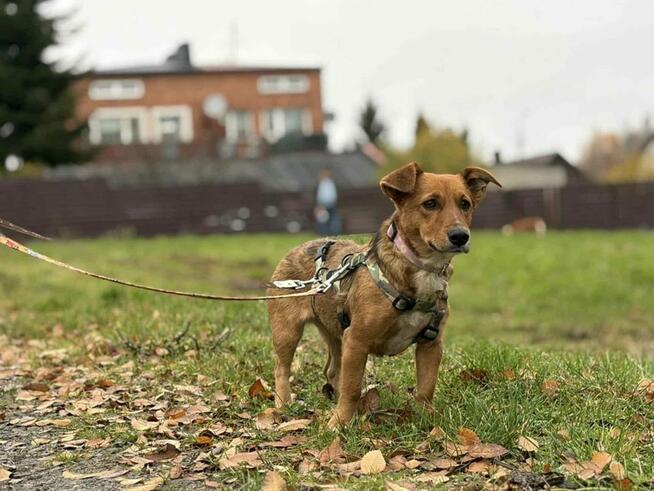 Łapka- cudowna młoda suczka do adopcji