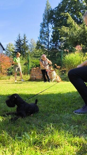 SZKOLENIE behawioralno - handlingowe PSÓW