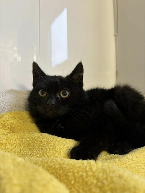 DOSIA - mała, nieśmiała kocia piękność szuka domu!