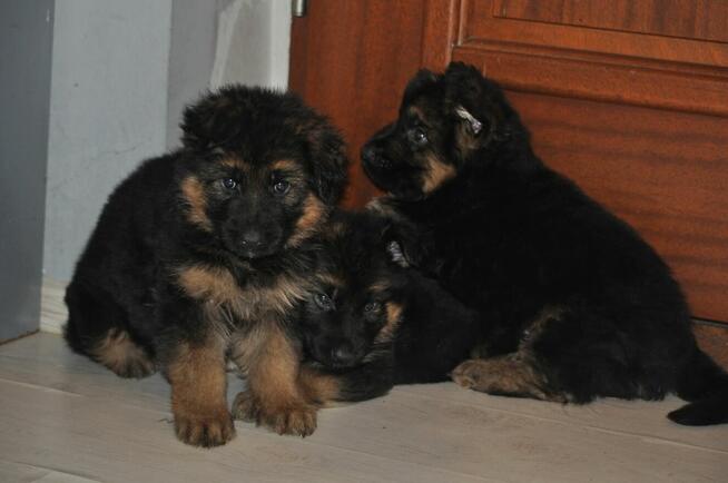 Owczarek Niemiecki Dlugowłosy - szczenięta FCI