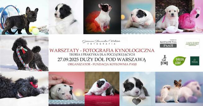 Szkolenie dla groomerów - Cocker Spaniel Angielski