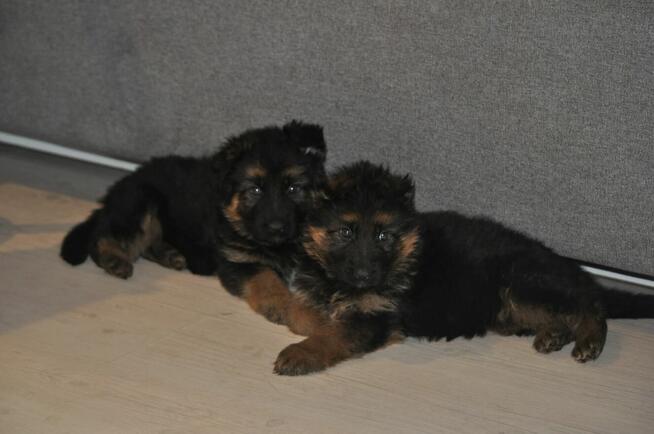 Owczarek Niemiecki Dlugowłosy - szczenięta FCI