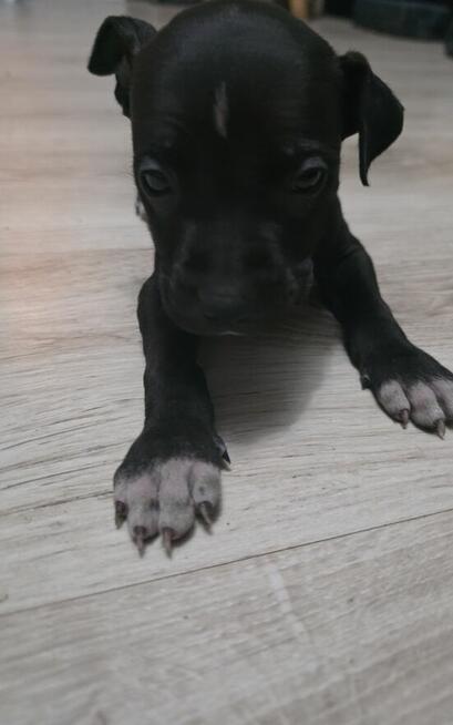 Oddam w Dobre Rece Pitbul mieszany z Amstafem