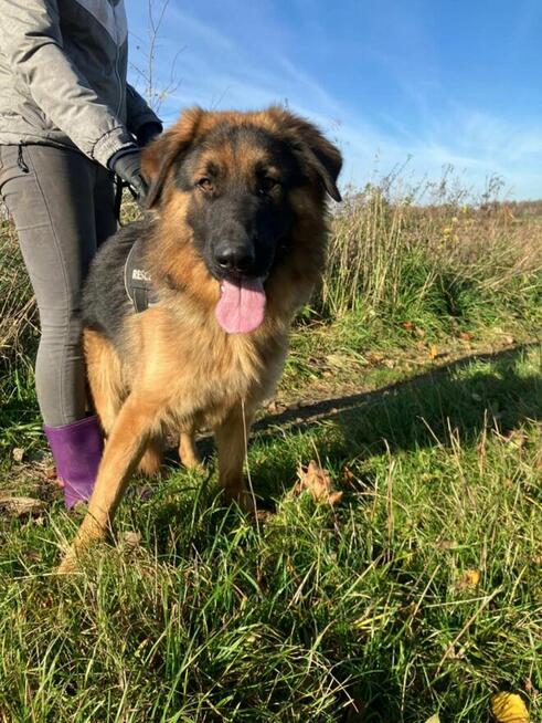 Karo - uśmiechnięty misiek szuka domu!