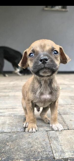 Oddam w Dobre Rece Pitbul mieszany z Amstafem