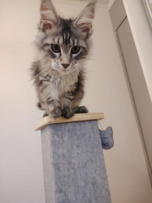 Rozmruczana kotka Maine Coon rodowód FPL