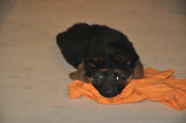 Owczarek Niemiecki Dlugowłosy - szczenięta FCI