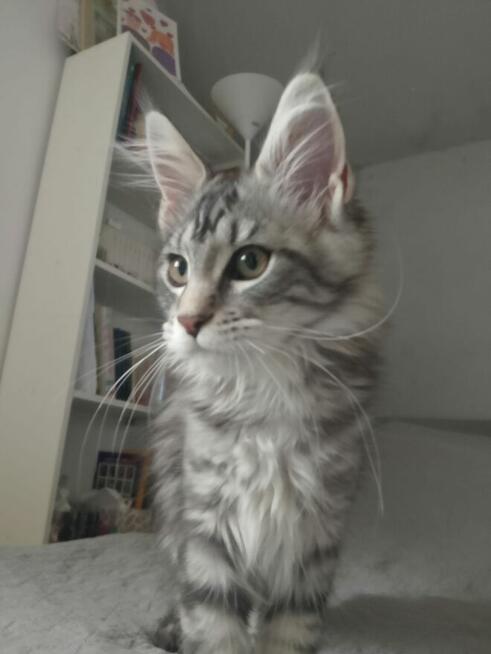 Rozmruczana kotka Maine Coon rodowód FPL