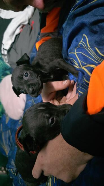 Oddam w Dobre Rece Pitbul mieszany z Amstafem