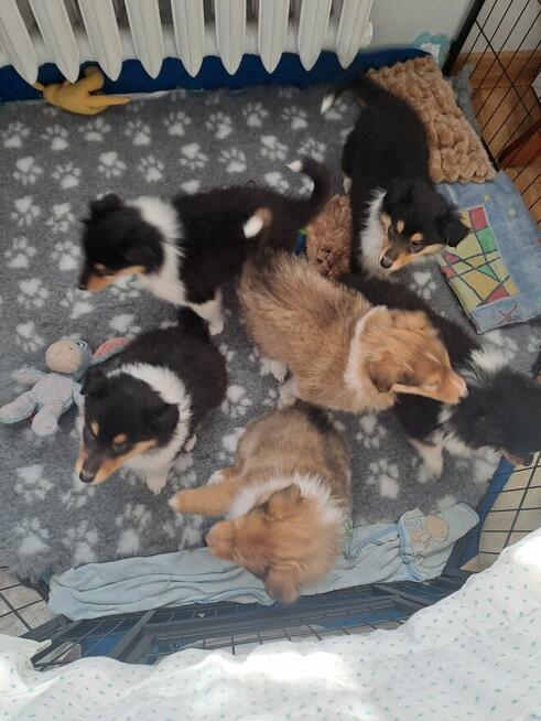 Owczarek Szkocki Długowłosy