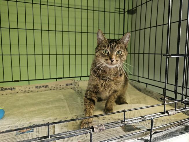 Piękna, przemiziasta burasia szuka domu B09/444