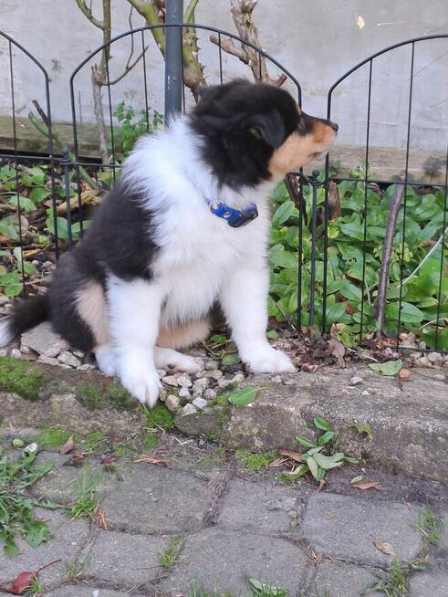 Owczarek Szkocki Długowłosy