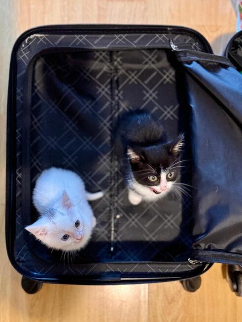 Kociaki słodziaki do oddania!