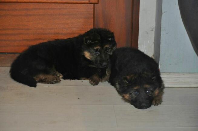 Owczarek Niemiecki Dlugowłosy - szczenięta FCI