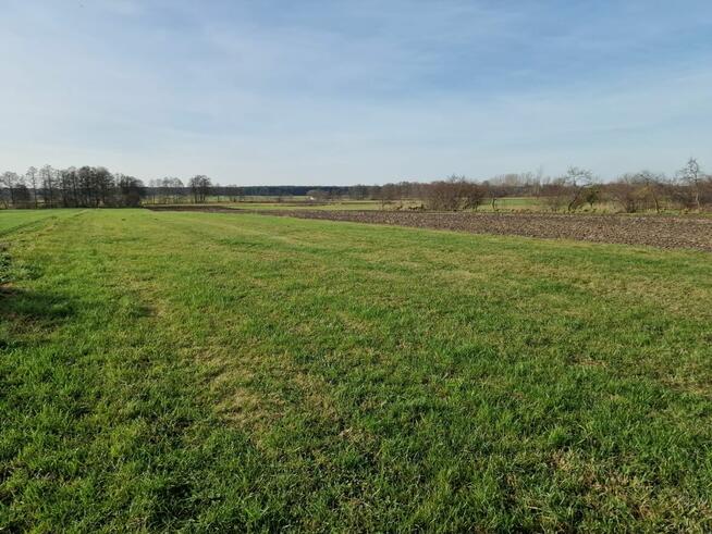 Działki rolne na sprzedaż - Biskupice, gm. Grodziec