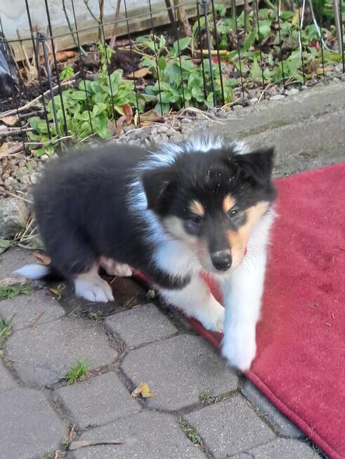 Owczarek Szkocki Długowłosy