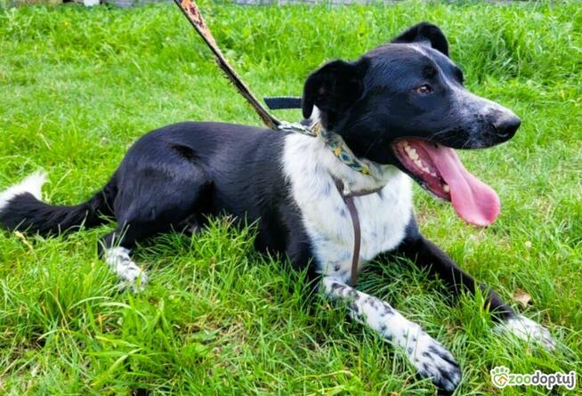 FELIKS - super psiak w typie border collie do adopcji