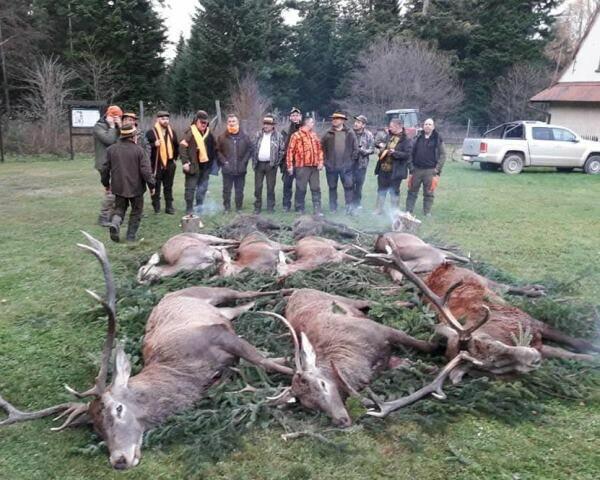 GOŃCZE POLSKIE reproduktory użytkowe zapraszają