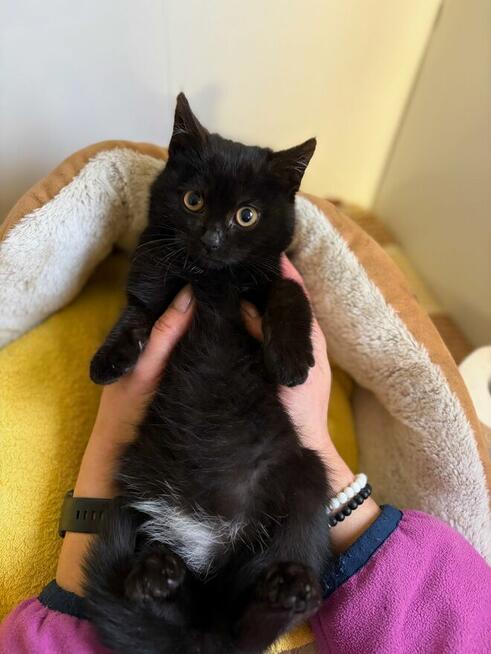 DOSIA - mała, nieśmiała kocia piękność szuka domu!