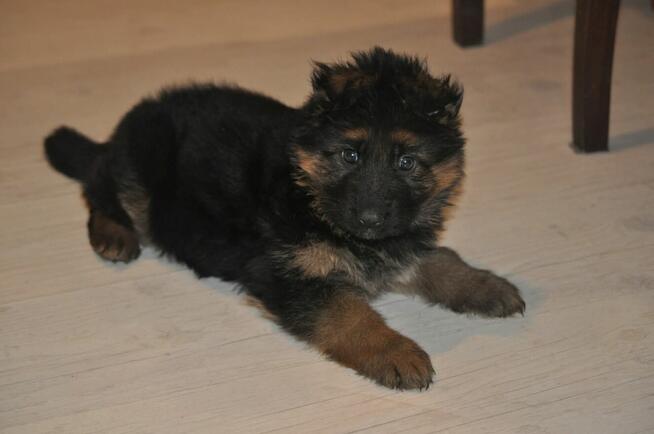 Owczarek Niemiecki Dlugowłosy - szczenięta FCI