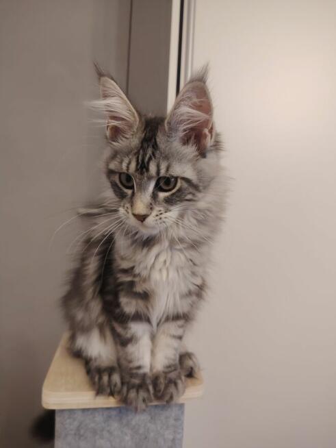 Rozmruczana kotka Maine Coon rodowód FPL