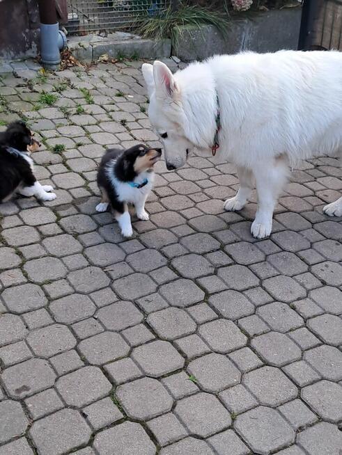 Owczarek Szkocki Długowłosy