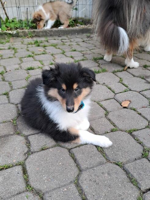 Owczarek Szkocki Długowłosy