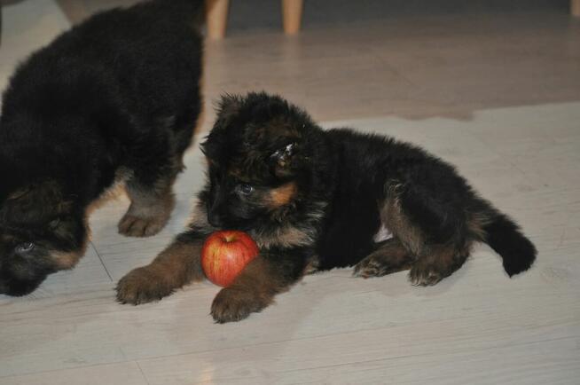 Owczarek Niemiecki Dlugowłosy - szczenięta FCI
