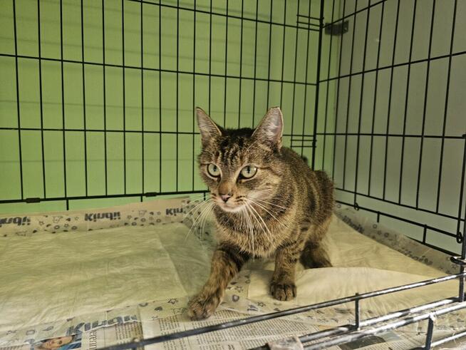 Piękna, przemiziasta burasia szuka domu B09/444