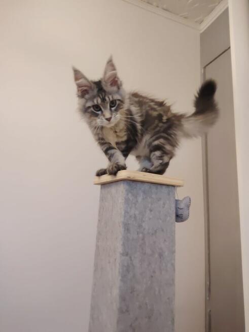 Rozmruczana kotka Maine Coon rodowód FPL