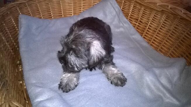 sznaucer miniaturowy , szczenięta