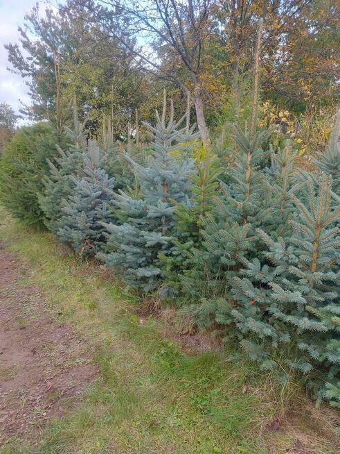 choinka świąteczna