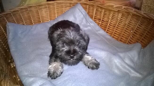 sznaucer miniaturowy , szczenięta