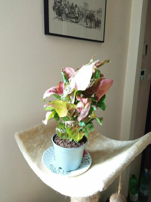 Philodendrony, filodendrony i nie tylko...