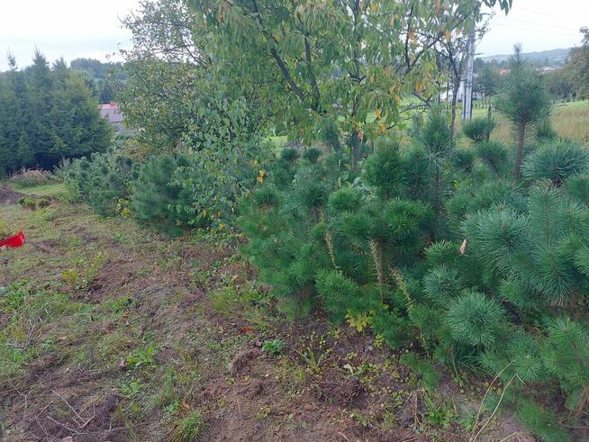 choinka świąteczna