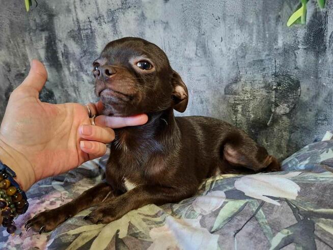 Śliczny piesek Chihuahua gorzka czekolada.Rodowód4pokolenia