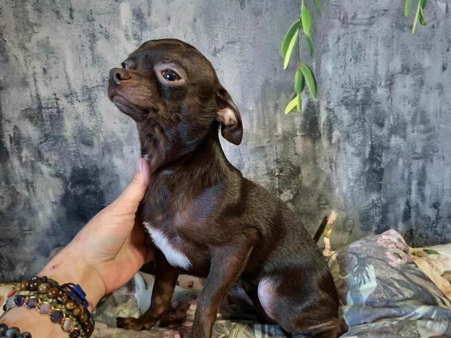 Śliczny piesek Chihuahua gorzka czekolada.Rodowód4pokolenia