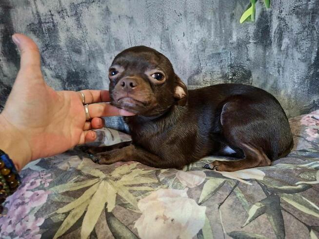 Śliczny piesek Chihuahua gorzka czekolada.Rodowód4pokolenia