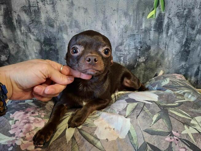 Śliczny piesek Chihuahua gorzka czekolada.Rodowód4pokolenia