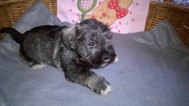 sznaucer miniaturowy , szczenięta