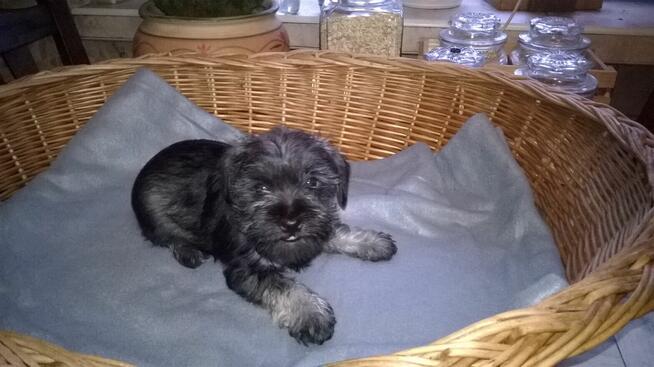 sznaucer miniaturowy , szczenięta